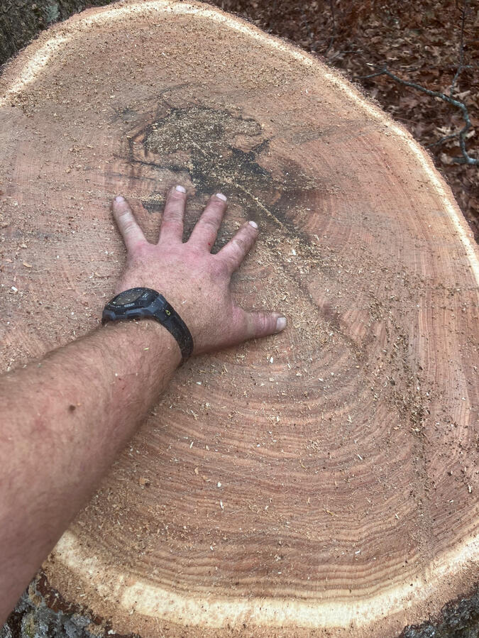 How old is this tree?