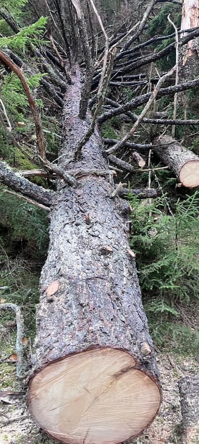 Fallen Tree Fallen Tree
