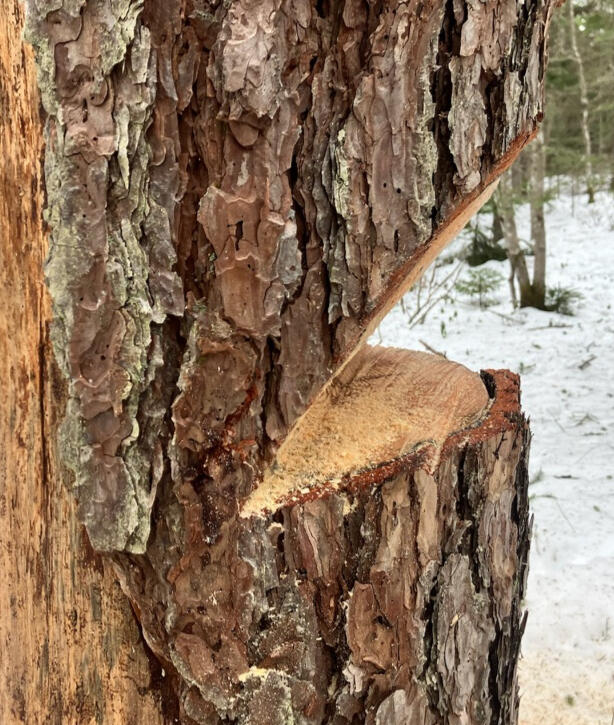 Mountain Wren - Tree and Garden Specialists logo