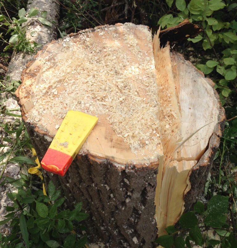 Mountain Wren - Tree and Garden Specialists logo