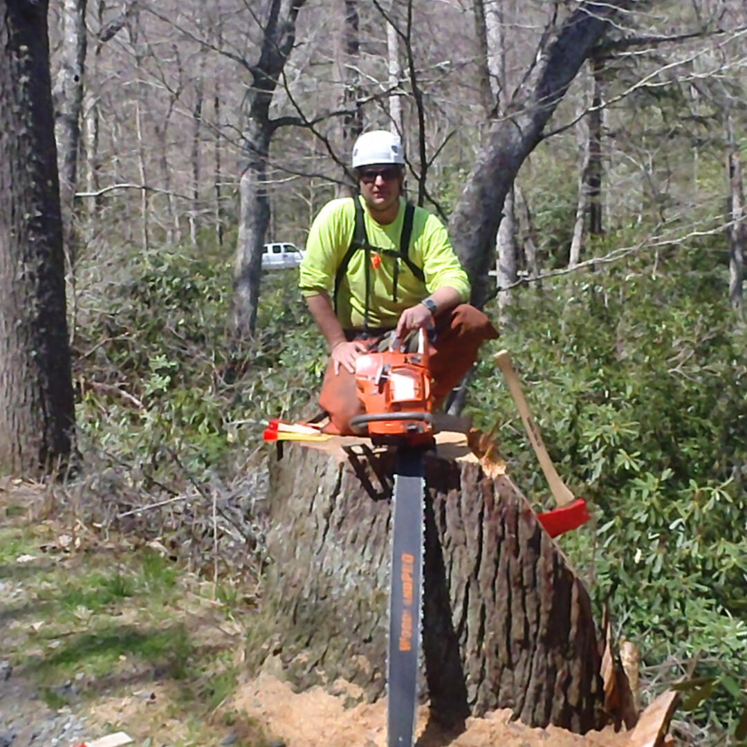 Stump of a giant dead Hemlock Mountain Wren - Tree and Garden Specialists logo