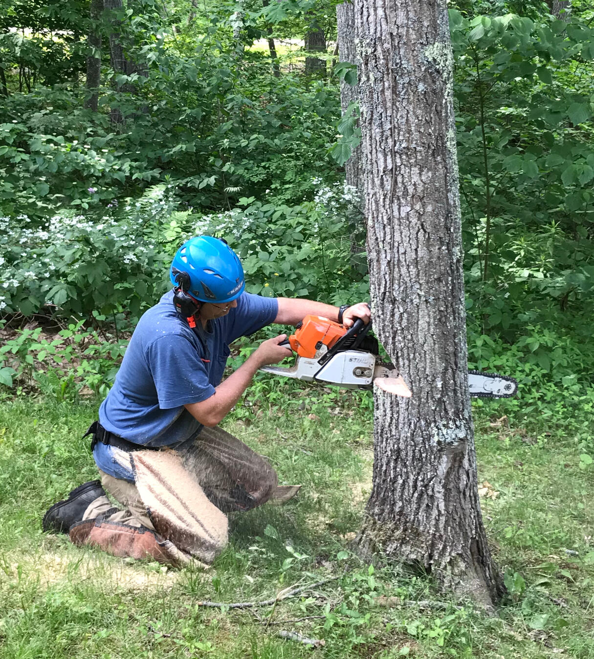 Mountain Wren - Tree and Garden Specialists logo
