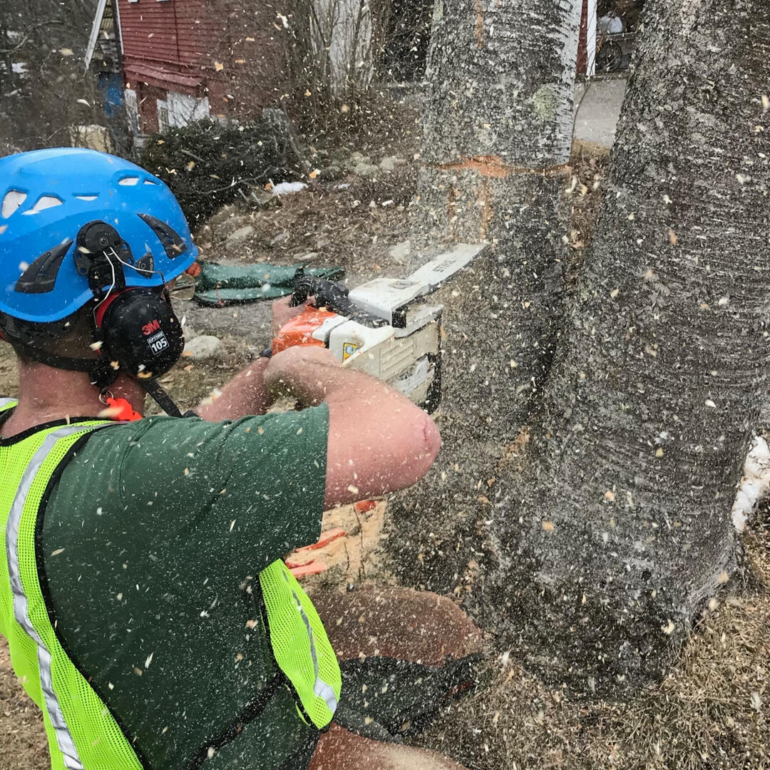 Mountain Wren - Tree and Garden Specialists logo